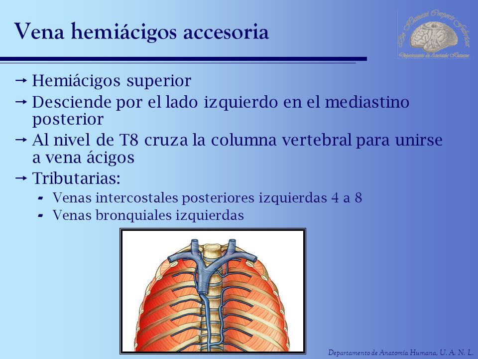 las venas intercostales posteriores son tributarias de esta vena